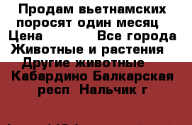 Продам вьетнамских поросят,один месяц › Цена ­ 3 000 - Все города Животные и растения » Другие животные   . Кабардино-Балкарская респ.,Нальчик г.